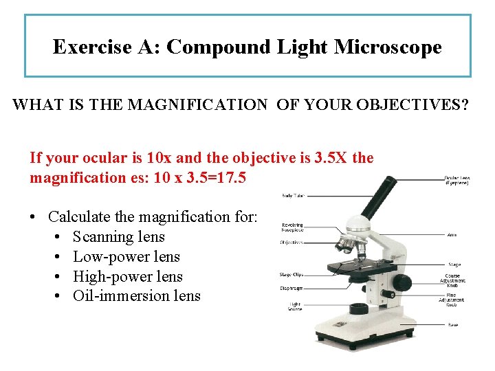 Exercise A: Compound Light Microscope WHAT IS THE MAGNIFICATION OF YOUR OBJECTIVES? If your
