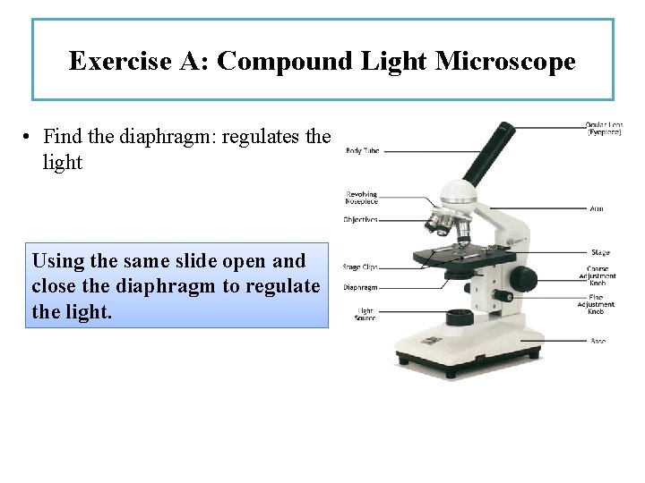 Exercise A: Compound Light Microscope • Find the diaphragm: regulates the light Using the