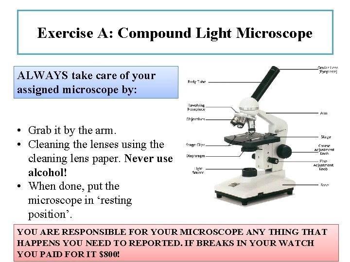Exercise A: Compound Light Microscope ALWAYS take care of your assigned microscope by: •