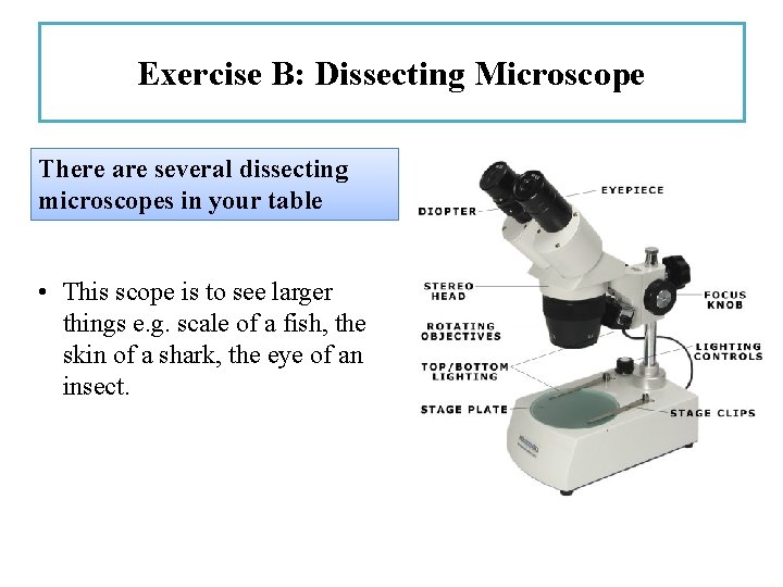 Exercise B: Dissecting Microscope There are several dissecting microscopes in your table • This