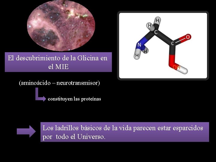 El descubrimiento de la Glicina en el MIE (aminoácido – neurotransmisor) constituyen las proteínas