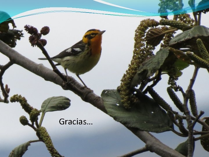 Gracias… 