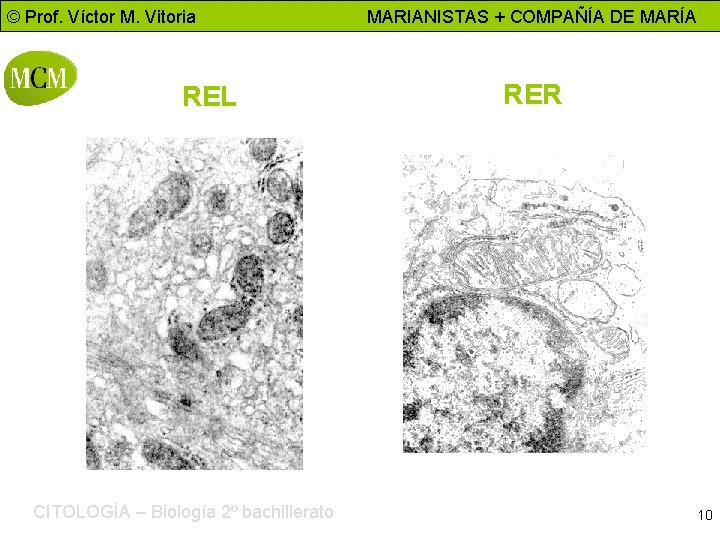 © Prof. Víctor M. Vitoria REL CITOLOGÍA – Biología 2º bachillerato MARIANISTAS + COMPAÑÍA