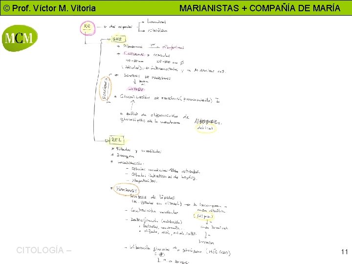 © Prof. Víctor M. Vitoria CITOLOGÍA – Biología 2º bachillerato MARIANISTAS + COMPAÑÍA DE