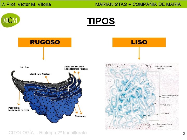 © Prof. Víctor M. Vitoria MARIANISTAS + COMPAÑÍA DE MARÍA TIPOS RUGOSO CITOLOGÍA –