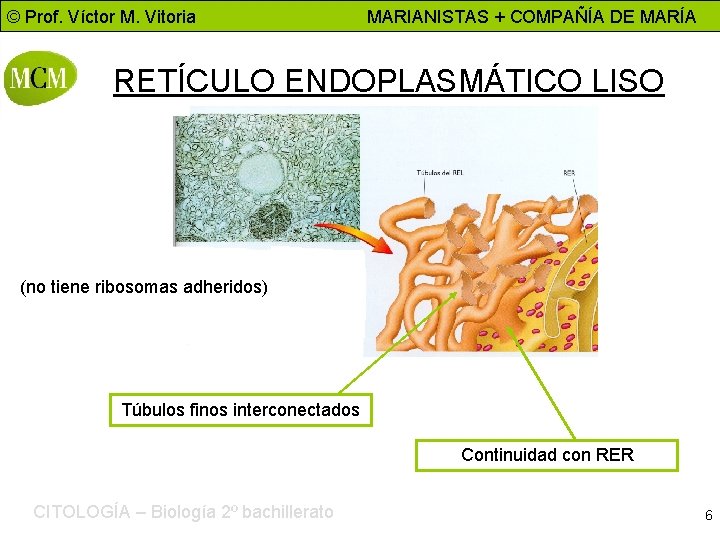 © Prof. Víctor M. Vitoria MARIANISTAS + COMPAÑÍA DE MARÍA RETÍCULO ENDOPLASMÁTICO LISO (no