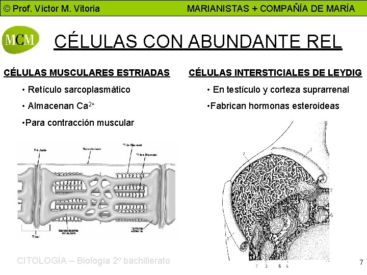 © Prof. Víctor M. Vitoria MARIANISTAS + COMPAÑÍA DE MARÍA CÉLULAS CON ABUNDANTE REL
