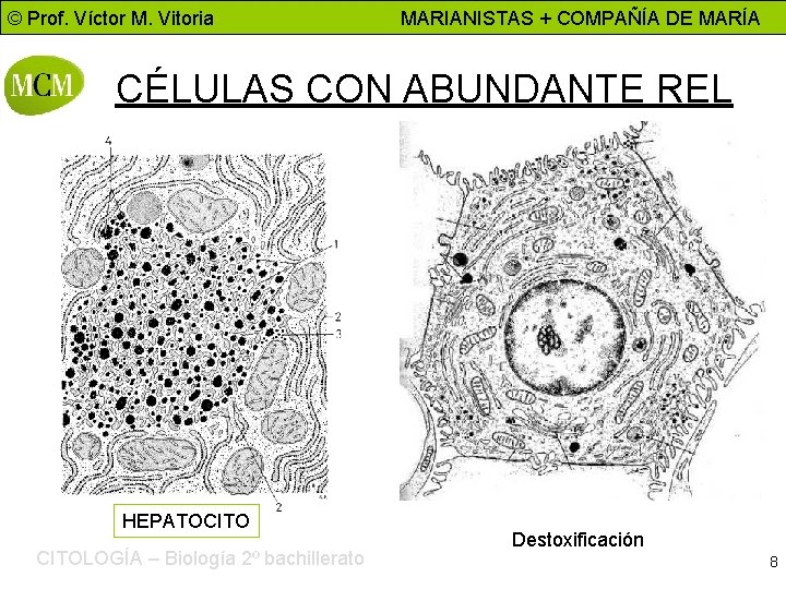© Prof. Víctor M. Vitoria MARIANISTAS + COMPAÑÍA DE MARÍA CÉLULAS CON ABUNDANTE REL