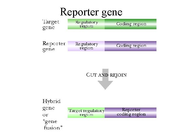 Reporter gene 