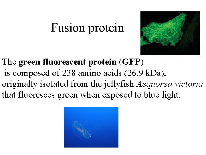 Fusion protein The green fluorescent protein (GFP) is composed of 238 amino acids (26.