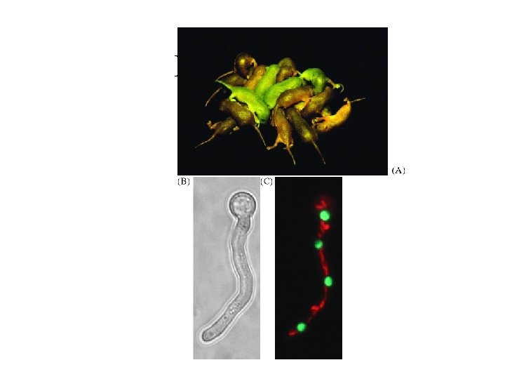 Figure 25. 05 