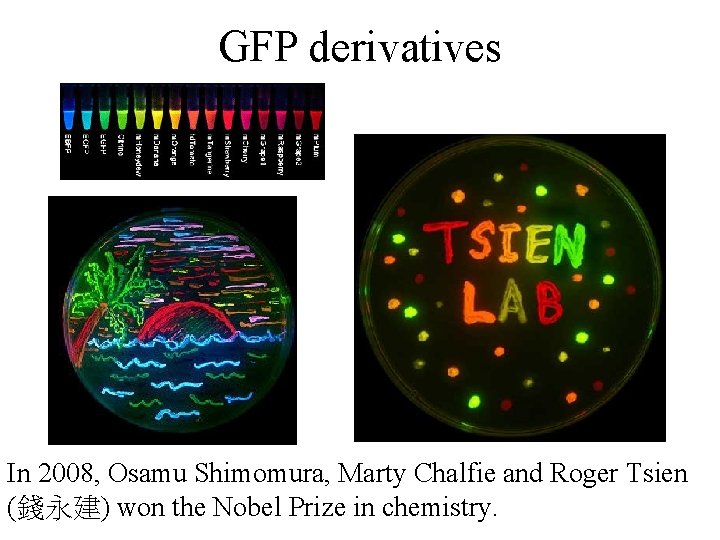 GFP derivatives In 2008, Osamu Shimomura, Marty Chalfie and Roger Tsien (錢永建) won the
