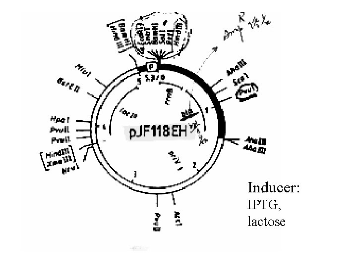 Inducer: IPTG, lactose 