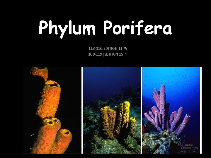 Phylum Porifera 113 -120(EDITION 14 TH) 109 -119 (EDITION 15 TH) 