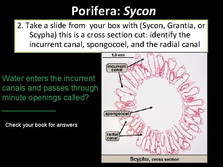 Porifera: Sycon 2. Take a slide from your box with (Sycon, Grantia, or Scypha)