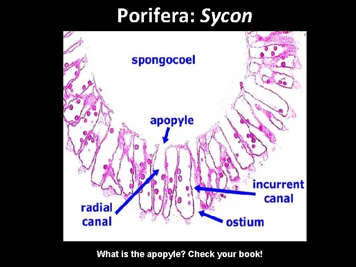 Porifera: Sycon What is the apopyle? Check your book! 