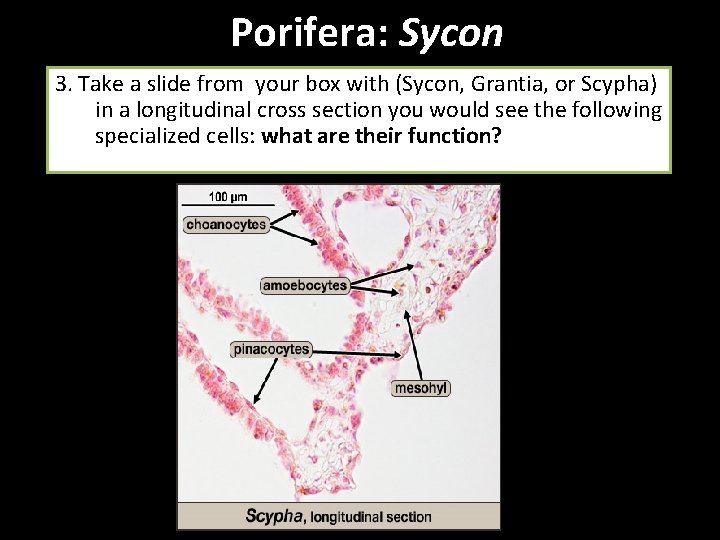 Porifera: Sycon 3. Take a slide from your box with (Sycon, Grantia, or Scypha)