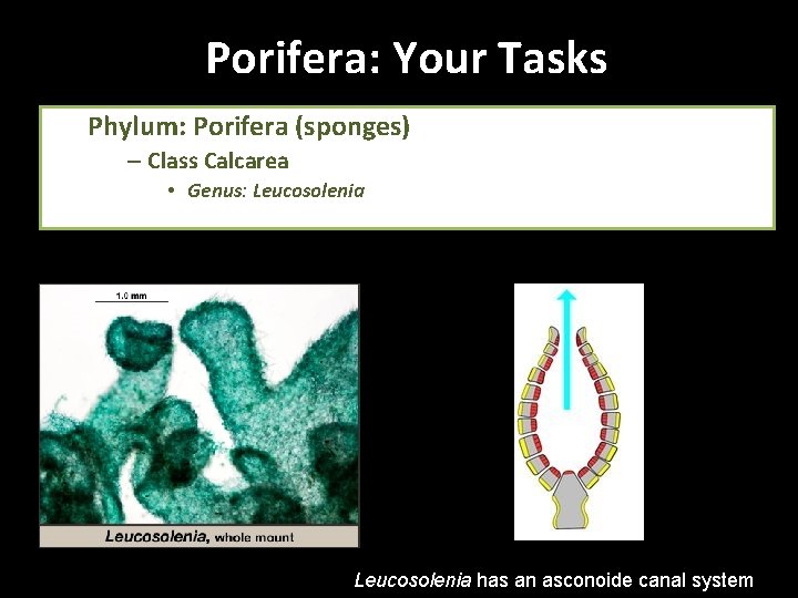 Porifera: Your Tasks Phylum: Porifera (sponges) – Class Calcarea • Genus: Leucosolenia has an