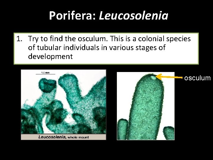 Porifera: Leucosolenia 1. Try to find the osculum. This is a colonial species of