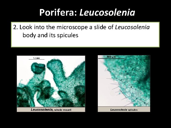 Porifera: Leucosolenia 2. Look into the microscope a slide of Leucosolenia body and its