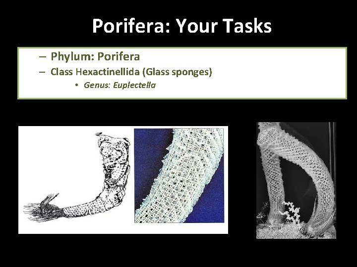 Porifera: Your Tasks – Phylum: Porifera – Class Hexactinellida (Glass sponges) • Genus: Euplectella