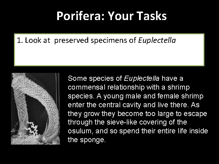 Porifera: Your Tasks 1. Look at preserved specimens of Euplectella Some species of Euplectella