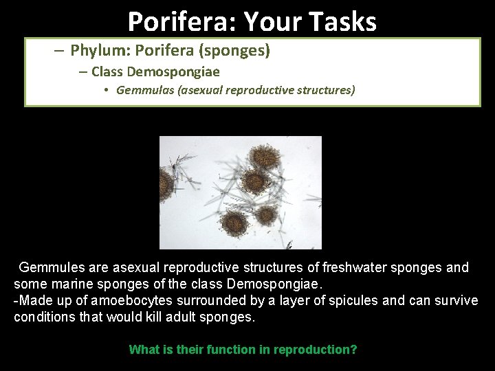 Porifera: Your Tasks – Phylum: Porifera (sponges) – Class Demospongiae • Gemmulas (asexual reproductive