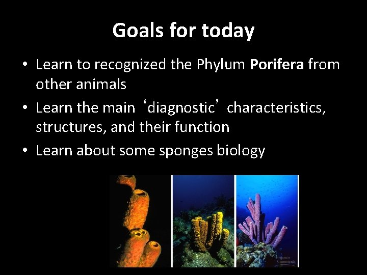 Goals for today • Learn to recognized the Phylum Porifera from other animals •