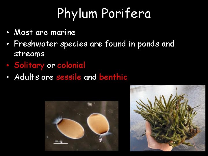 Phylum Porifera • Most are marine • Freshwater species are found in ponds and