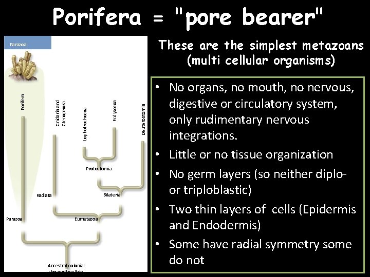 Porifera = "pore bearer" These are the simplest metazoans (multi cellular organisms) Protostomia Bilateria