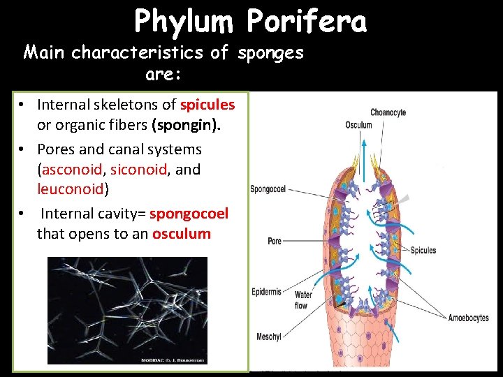 Phylum Porifera Main characteristics of sponges are: • Internal skeletons of spicules or organic