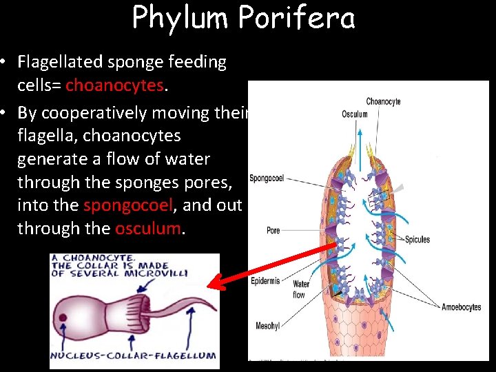 Phylum Porifera • Flagellated sponge feeding cells= choanocytes. • By cooperatively moving their flagella,