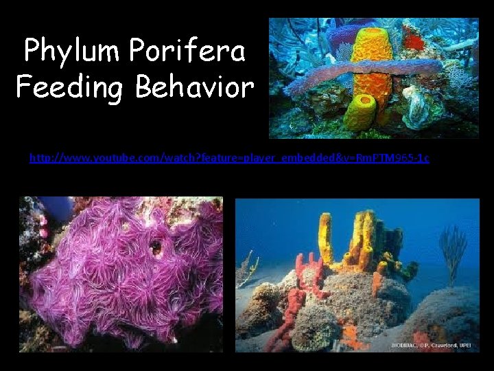 Phylum Porifera Feeding Behavior http: //www. youtube. com/watch? feature=player_embedded&v=Rm. PTM 965 -1 c 