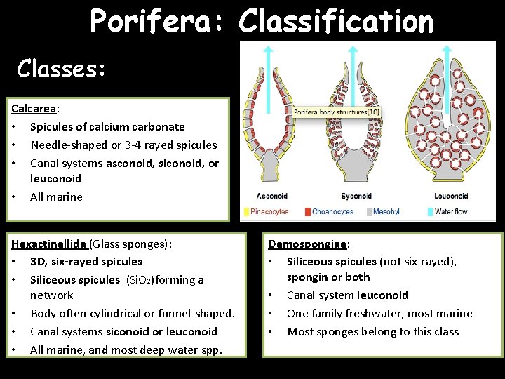 Porifera: Classification Classes: Calcarea: • Spicules of calcium carbonate • Needle-shaped or 3 -4