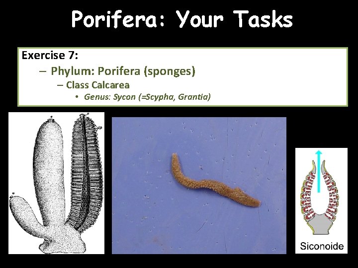 Porifera: Your Tasks Exercise 7: – Phylum: Porifera (sponges) – Class Calcarea • Genus: