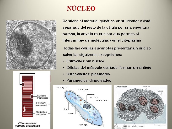 NÚCLEO Contiene el material genético en su interior y está separado del resto de