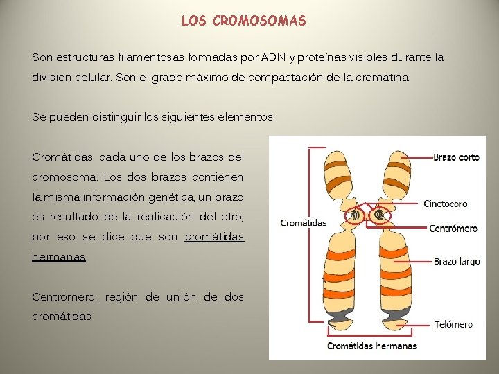 LOS CROMOSOMAS Son estructuras filamentosas formadas por ADN y proteínas visibles durante la división