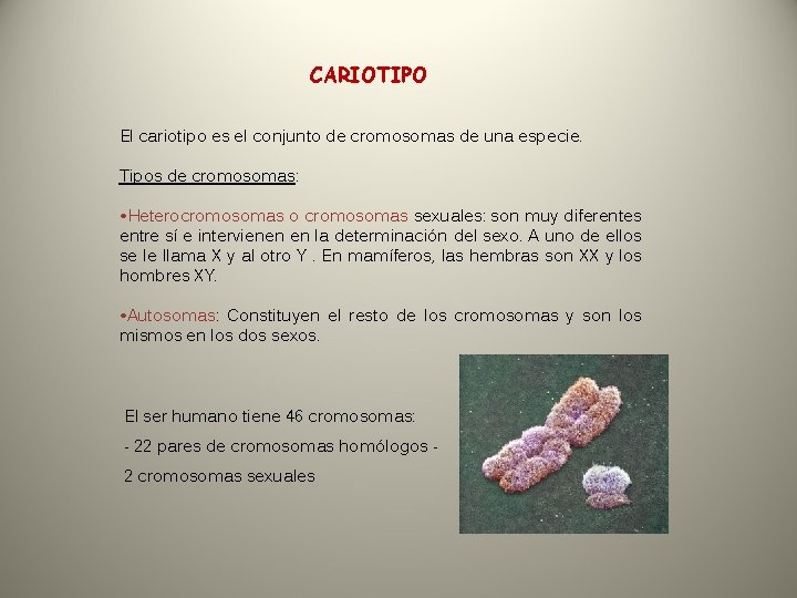 CARIOTIPO El cariotipo es el conjunto de cromosomas de una especie. Tipos de cromosomas: CARIOTIPO El cariotipo es el conjunto de cromosomas de una especie. Tipos de cromosomas: