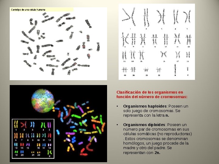 Clasificación de los organismos en función del número de cromosomas: • Organismos haploides: Poseen