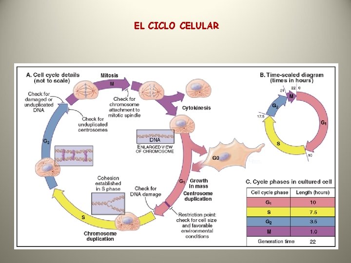 EL CICLO CELULAR 