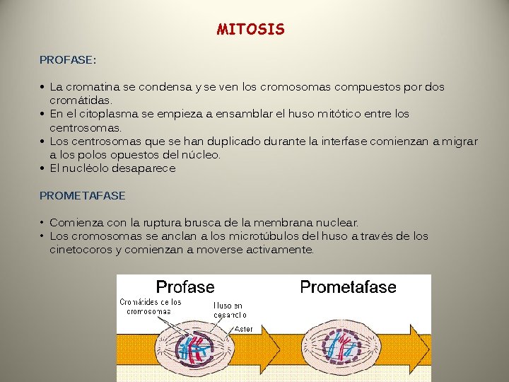 MITOSIS PROFASE: • La cromatina se condensa y se ven los cromosomas compuestos por