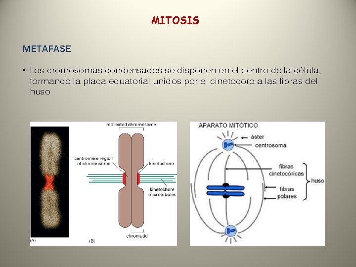 MITOSIS METAFASE • Los cromosomas condensados se disponen en el centro de la célula,