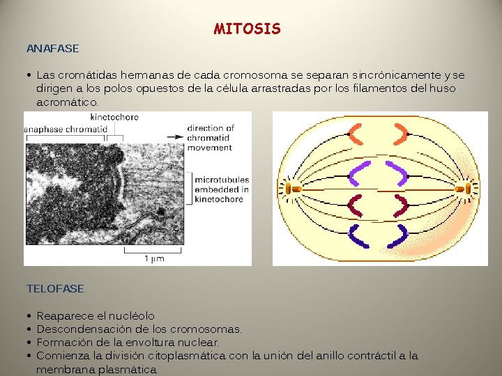 MITOSIS ANAFASE • Las cromátidas hermanas de cada cromosoma se separan sincrónicamente y se