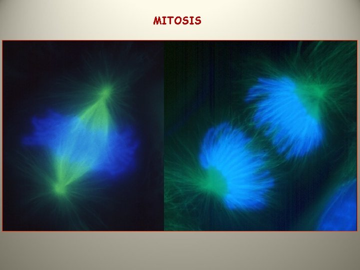 MITOSIS 