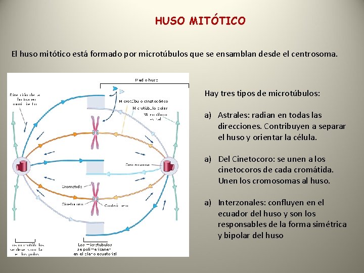 HUSO MITÓTICO El huso mitótico está formado por microtúbulos que se ensamblan desde el