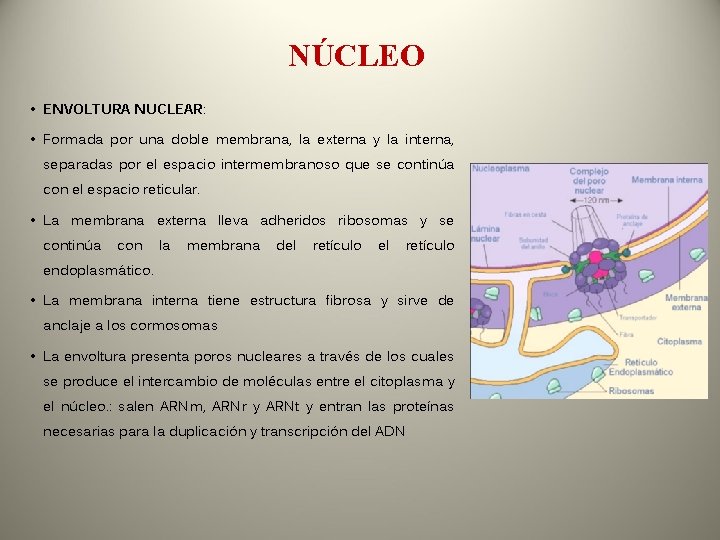 NÚCLEO • ENVOLTURA NUCLEAR: • Formada por una doble membrana, la externa y la