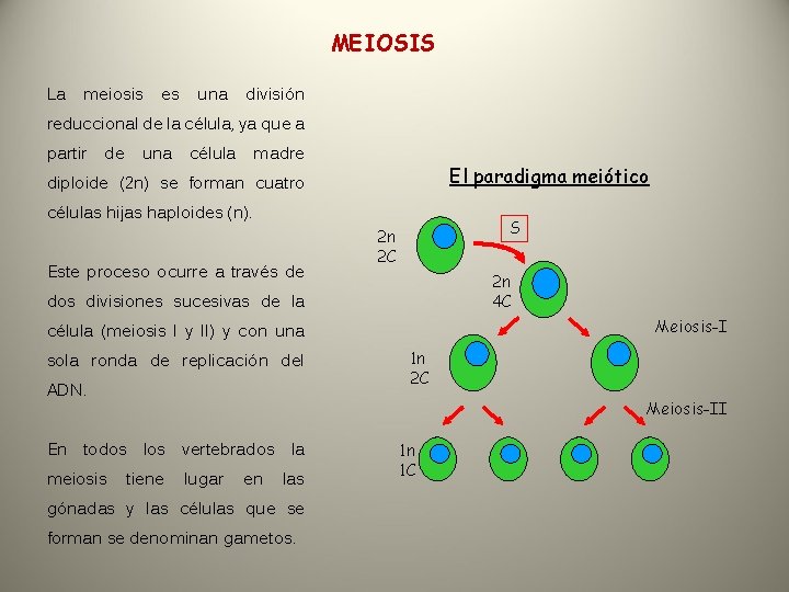 MEIOSIS La meiosis es una división reduccional de la célula, ya que a partir