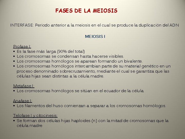 FASES DE LA MEIOSIS INTERFASE: Periodo anterior a la meiosis en el cual se