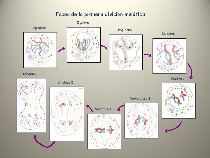 Fases de la primera división meiótica Zigotene Leptotene Paquitene Telofase-I Diplotene Diacinesis Anafase-I Prometafase-I