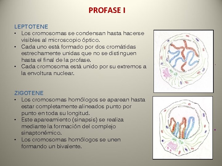 PROFASE I LEPTOTENE • Los cromosomas se condensan hasta hacerse visibles al microscopio óptico.